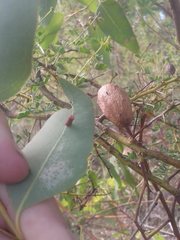 Apiomorpha ovicoloides