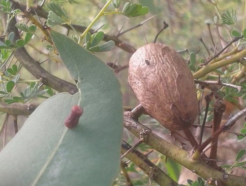 Apiomorpha ovicoloides · iNaturalist