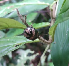 Platyphora fulvicornis