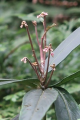 Ardisia crispa