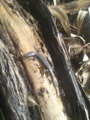 Cryptoblepharus buchananii