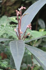 Ardisia crispa