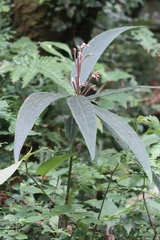 Ardisia crispa