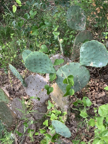 Opuntia orbiculata