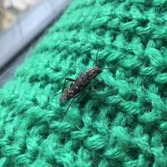 Xylotrechus rusticus