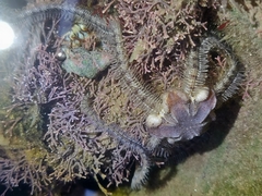 Macrophiothrix