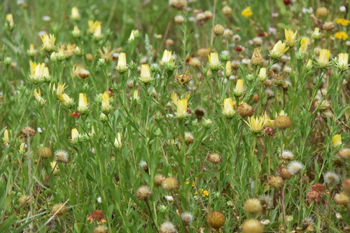 Image of Xanthisma texanum by (c) Loren Cassin Sackett, some rights reserved (CC BY)