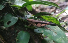 Xiphiola cyanoptera