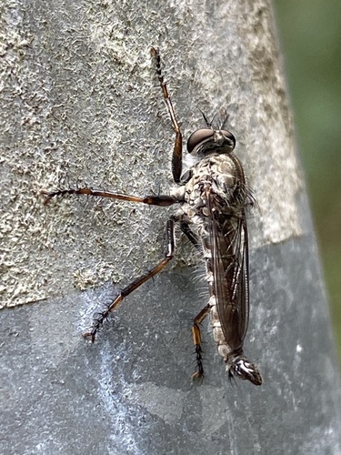Kite-tailed robberfly photo 5
