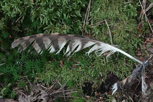 Plume de Chouette hulotte