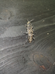 Xylotrechus rusticus