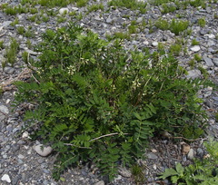 Astragalus schelichowii