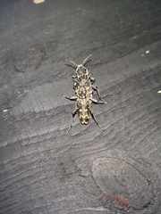 Xylotrechus rusticus