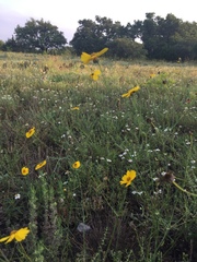 Thelesperma simplicifolium