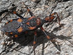 Havinthus rufovarius