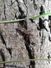 Havinthus rufovarius