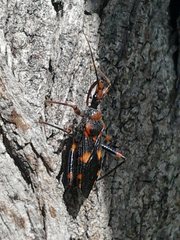 Havinthus rufovarius