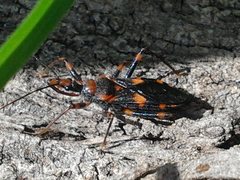 Havinthus rufovarius