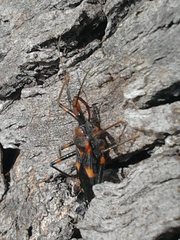 Havinthus rufovarius