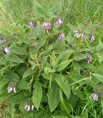 Symphytum officinale