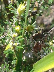 Trachylestes turneri