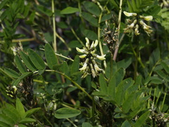 Astragalus schelichowii