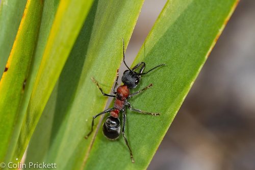 拉氏牛蚁Myrmecia ludlowi