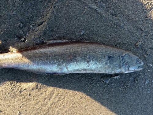 Brown rudderfish (Icichthys lockingtoni) — Centrolophidae — 3