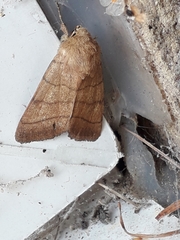 Charanyca trigrammica