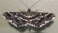 Diasemiopsis ramburialis