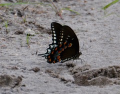 Image of Papilio troilus
