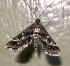 Diasemiopsis ramburialis