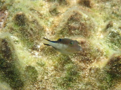 Canthigaster rostrata