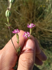 Silene colorata