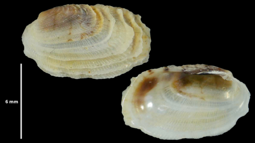 Irus Venus