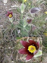 Pulsatilla rubra