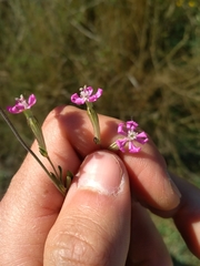 Silene colorata