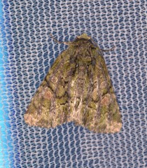 Phosphila miselioides