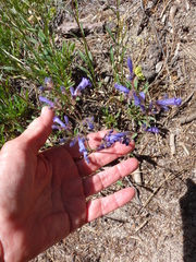 Penstemon gracilentus