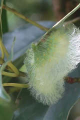 Rinaca thibeta okurai