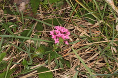 Daphne cneorum