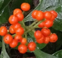 Palicourea racemosa
