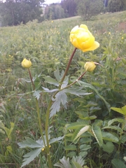 Trollius europaeus transsilvanicus