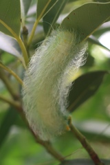 Rinaca thibeta okurai