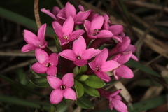 Daphne cneorum