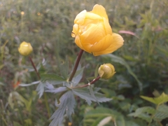 Trollius europaeus transsilvanicus