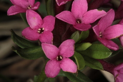 Daphne cneorum