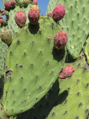 Opuntia pilifera