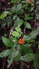 Palicourea racemosa