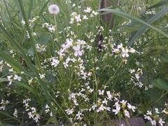 Arabidopsis halleri